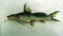 To FishBase images (<i>Bagrus docmak</i>, Tanzania, by de Vos, L.)