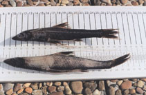 To FishBase images (<i>Bathypterois dubius</i>, by Serrano, A.)