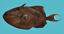 To FishBase images (<i>Balistes ellioti</i>, India, by Kandula, S. & P. Padmavathi)