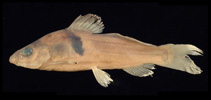To FishBase images (<i>Batasio elongatus</i>, by Ng, H.H.)