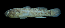 To FishBase images (<i>Barbulifer enigmaticus</i>, Brazil, by Macieira, R.M.)