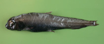 To FishBase images (<i>Bathylagus euryops</i>, by Orlov, A.)