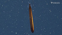 To FishBase images (<i>Bathophilus flemingi</i>, USA, by MBARI)