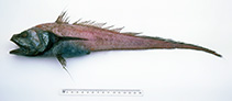 To FishBase images (<i>Bathygadus furvescens</i>, Australia, by Graham, K.)