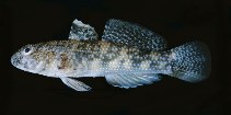 To FishBase images (<i>Bathygobius fuscus</i>, Tonga, by Randall, J.E.)