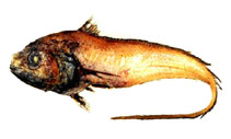 To FishBase images (<i>Bathygadus garretti</i>, by Yang, N.-S.)