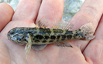 To FishBase images (<i>Bathygobius geminatus</i>, USA, by Modder, T.)