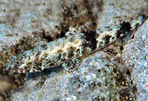 To FishBase images (<i>Saurida gracilis</i>, Maldives, by Strauss, P.)