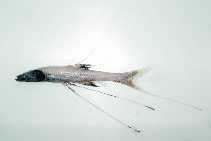 To FishBase images (<i>Bathypterois guentheri</i>, Philippines, by Reyes, R.B.)
