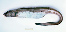 Image of Bassanago hirsutus (Deepsea conger)