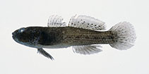 To FishBase images (<i>Bathygobius hongkongensis</i>, Japan, by Senou, H.)