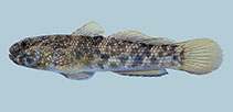 To FishBase images (<i>Bathygobius lacertus</i>, USA, by Van Tassell, J.)