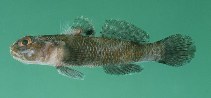 To FishBase images (<i>Bathygobius laddi</i>, Sri Lanka, by Randall, J.E.)