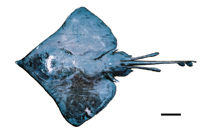 To FishBase images (<i>Bathyraja leucomelanos</i>, New Caledonia, by Iglesias, S.P.)