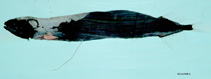 To FishBase images (<i>Bathophilus longipinnis</i>, by NOAA\NMFS\Mississippi Laboratory)