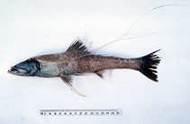 To FishBase images (<i>Bathypterois longifilis</i>, Australia, by Graham, K.)