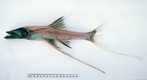 To FishBase images (<i>Bathypterois longipes</i>, Australia, by Graham, K.)