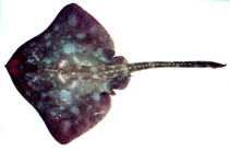 To FishBase images (<i>Bathyraja maculata</i>, by Orlov, A.)