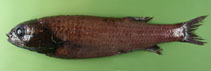 To FishBase images (<i>Bellocia koefoedi</i>, by Orlov, A.)