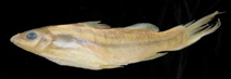 To FishBase images (<i>Batasio macronotus</i>, by Ng, H.H.)