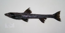 To FishBase images (<i>Bathypterois marionae</i>, Philippines, by Reyes, R.B.)