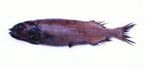 To FishBase images (<i>Bajacalifornia megalops</i>, Namibia, by Alvheim, O./Institute of Marine Research (IMR))
