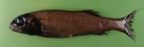Image of Bathytroctes microlepis (Smallscale smooth-head)