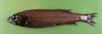 To FishBase images (<i>Bellocia michaelsarsi</i>, by Orlov, A.)