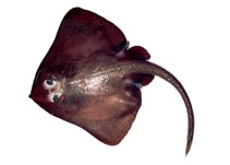To FishBase images (<i>Bathyraja minispinosa</i>, Russia, by Orlov, A.)