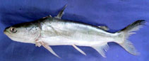To FishBase images (<i>Batrachocephalus mino</i>, Pakistan, by Khan, M.M.)