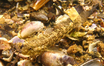 To FishBase images (<i>Bathygobius mystacium</i>, Brazil, by Wirtz, P.)