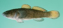 To FishBase images (<i>Bathygobius niger</i>, India, by Randall, J.E.)