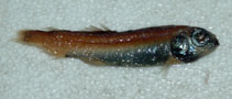 To FishBase images (<i>Bathylagus nigrigenys</i>, by Reyes, P.)