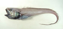To FishBase images (<i>Bathygadus nipponicus</i>, by Shao, K.T.)
