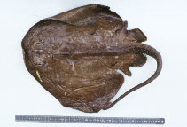 Image of Bathyraja notoroensis (Notoro skate)