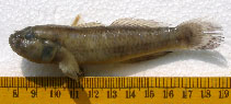 To FishBase images (<i>Bathygobius ostreicola</i>, India, by Devarapalli, P.)