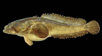 To FishBase images (<i>Batrachoides pacifici</i>, Panama, by Allen, G.R.)