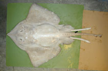 To FishBase images (<i>Bathyraja pallida</i>, by Orlov, A.)