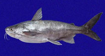 To FishBase images (<i>Bagre panamensis</i>, Panama, by Robertson, R.)