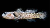 To FishBase images (<i>Barbulifer pantherinus</i>, Mexico, by Allen, G.R.)