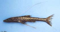 To FishBase images (<i>Bathypterois pectinatus</i>, Peru, by Hooker, Y.)