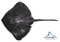 To FishBase images (<i>Bathyraja peruana</i>, Chile, by Elasmolab Universidad Austral de Chile)