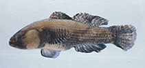 To FishBase images (<i>Bathygobius petrophilus</i>, Indonesia, by Matsuura, K. / Peristiwady, T.)