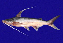 To FishBase images (<i>Bagre pinnimaculatus</i>, Panama, by Robertson, R.)