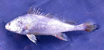 To FishBase images (<i>Bahaba polykladiskos</i>, Thailand, by WWF / Vidthayanon, C.)