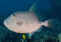 To FishBase images (<i>Balistes polylepis</i>, Hawaii, by Malaer, P.)