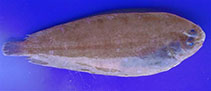 Image of Bathysolea profundicola (Deepwater sole)