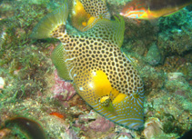 To FishBase images (<i>Balistes punctatus</i>, Senegal, by Wirtz, P.)