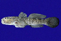 To FishBase images (<i>Bathygobius ramosus</i>, Panama, by Allen, G.R.)