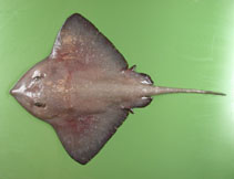 To FishBase images (<i>Bathyraja richardsoni</i>, by Orlov, A.)